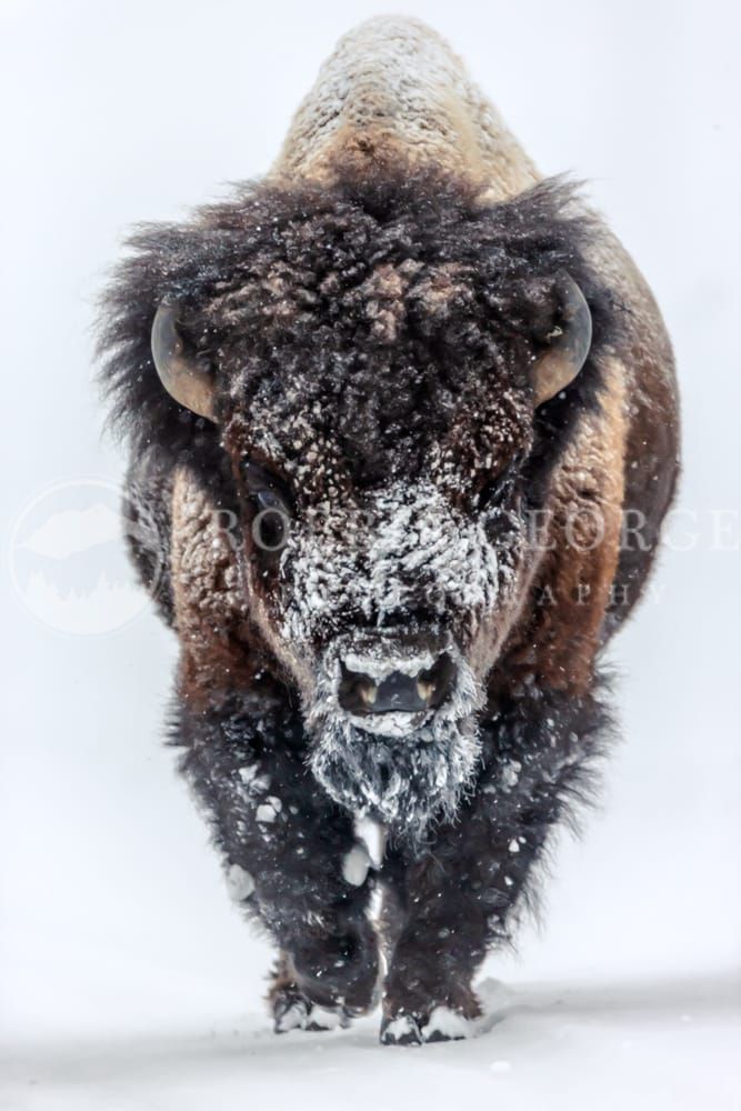 Seek Other Souls - Bison in Wyoming's Winter by Robbie George Photography