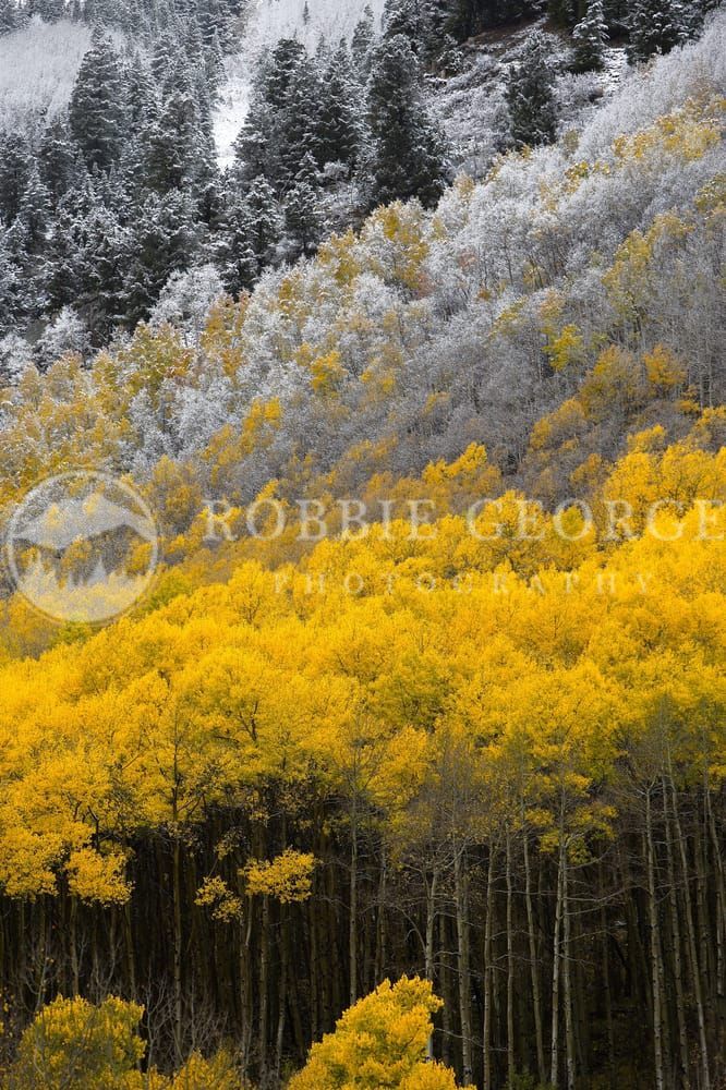 Colorado's Autumn Elegance - Nature Photography by Robbie George