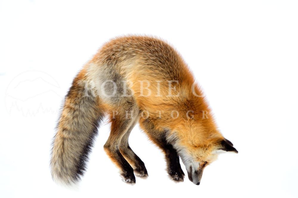 Red Tail Fox - Captivating Wildlife Photography by Robbie George
