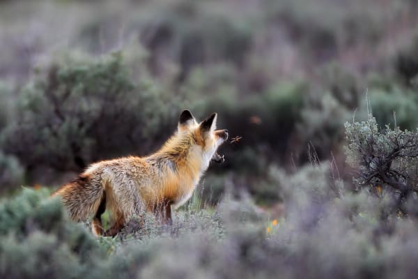 Inquisitive Breath - Wild Fox in Wyoming | Robbie George Photography