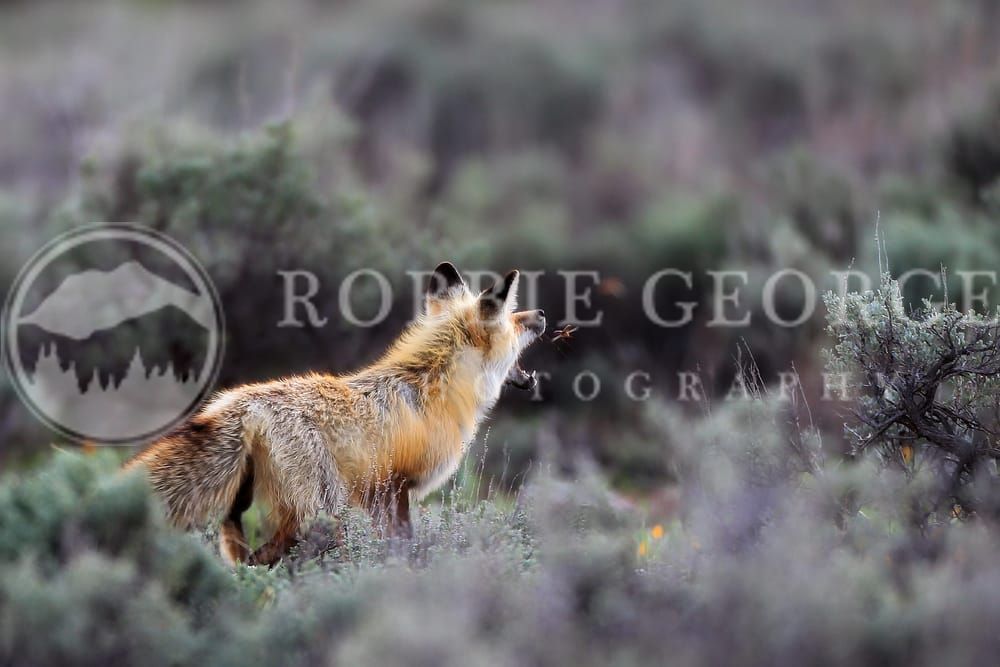 Inquisitive Breath - Wild Fox in Wyoming | Robbie George Photography