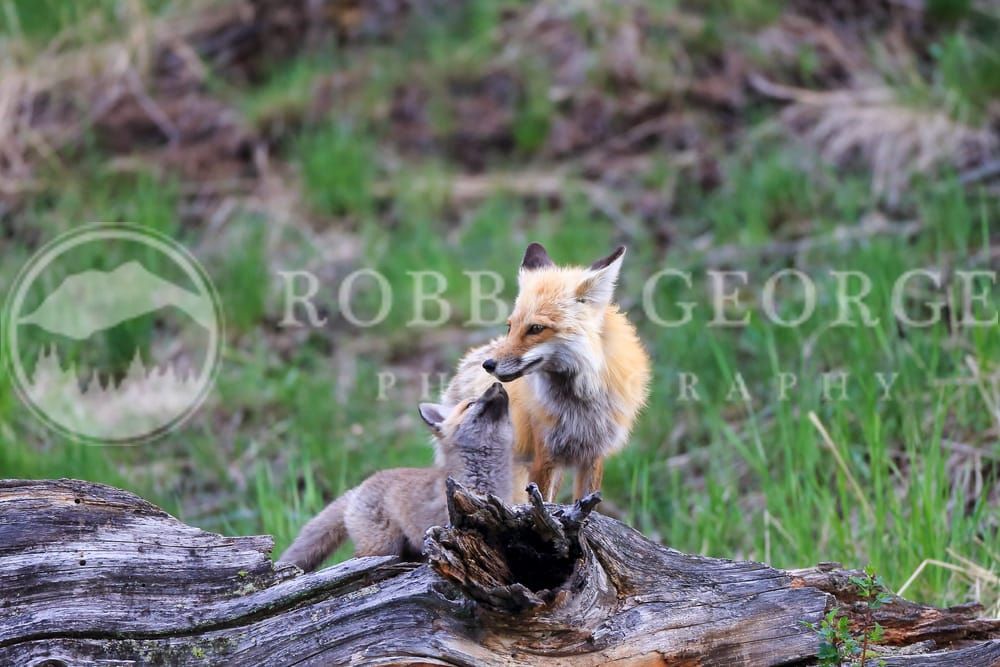 Foxes in Wyoming - 'Stitched With Love' Wildlife Photo by Robbie George