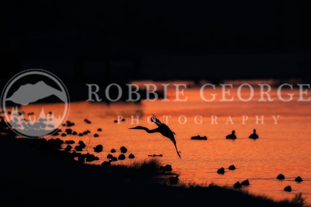 Great Blue Heron in Natural Splendor - 'Tranquil Waters' by Robbie George