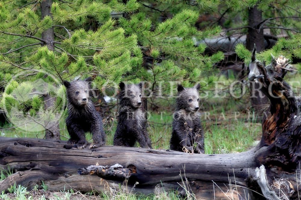 Grizzly Bear Cubs in the Rockies - 'Watchful Eyes' by Robbie George