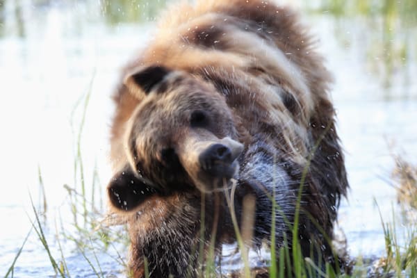 Windows of Your Soul: Young Grizzly Bear Photography
