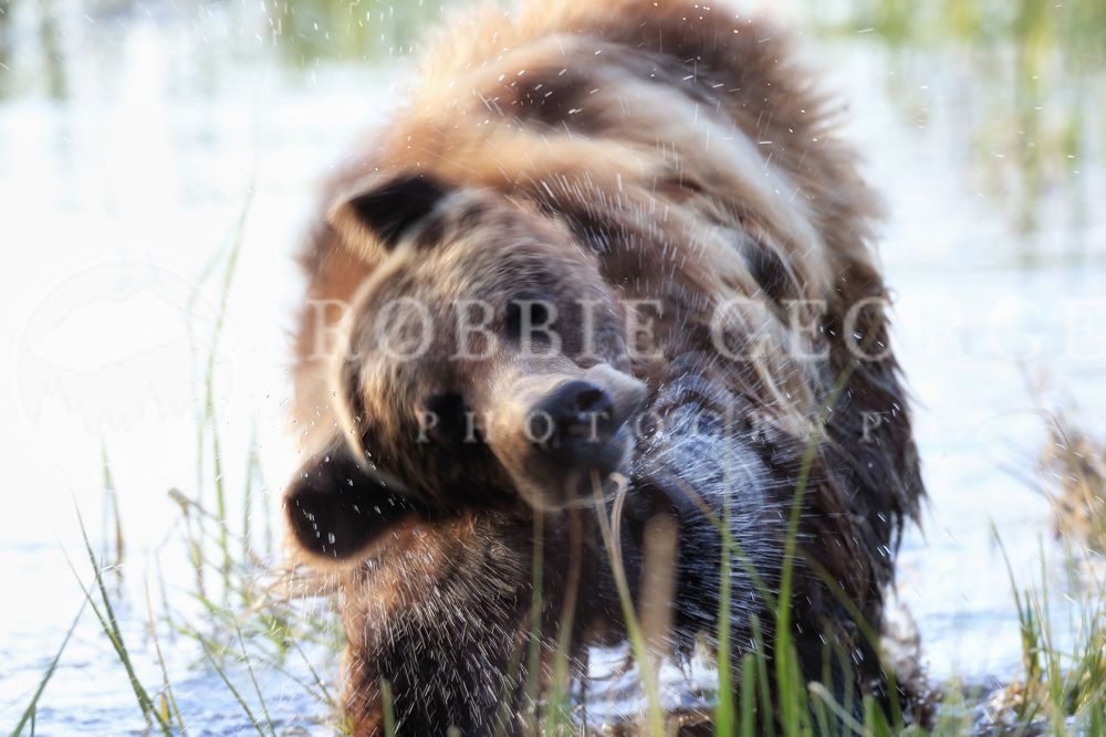 Windows of Your Soul: Young Grizzly Bear Photography