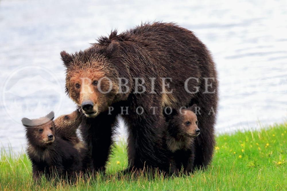 'Grizzly Bear With Cubs' - Wildlife Photography by Robbie George.