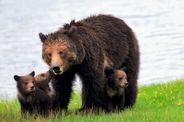 'Grizzly Bear With Cubs' - Wildlife Photography by Robbie George.