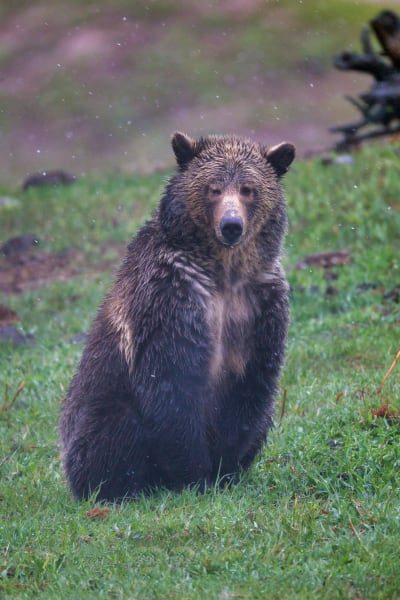 Grizzly Bear Yellowstone - Majestic Wildlife Photography by Robbie George
