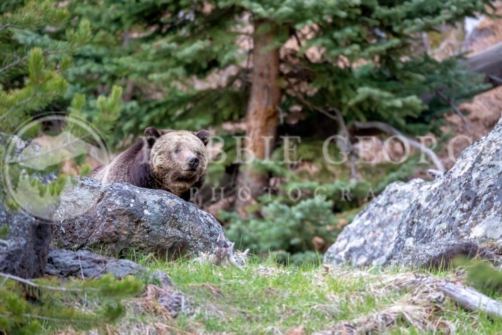 'Path Less Traveled' - Yellowstone Bears by Robbie George.