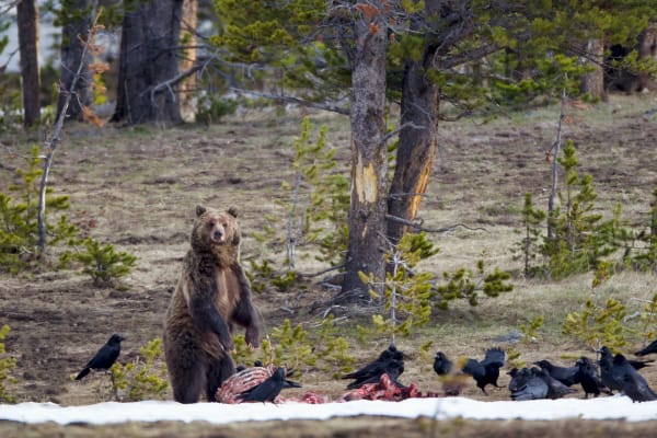 'Grizzly Boar' - Capturing the Wild Essence | Robbie George Photography.