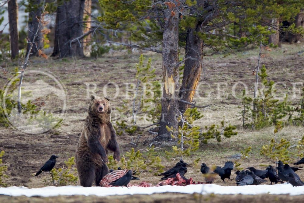 'Grizzly Boar' - Capturing the Wild Essence | Robbie George Photography.
