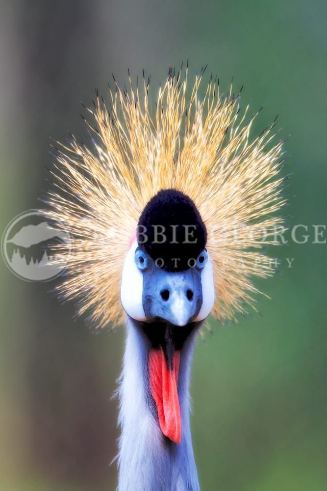 Grey-Crowned Crane - 'Elegance in Feathers' Photo by Robbie George