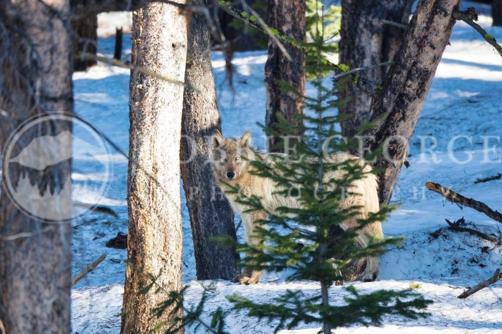 Untamed Freedom - Majestic Grey Wolf in Snowy Wilderness | Robbie George Photography