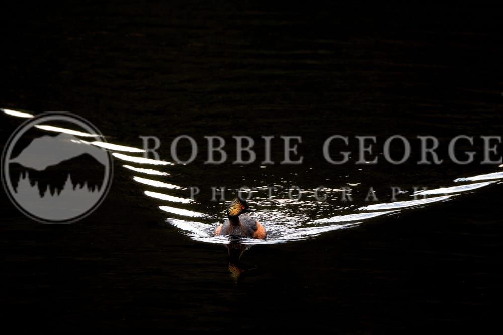 Black-Necked Grebe Gliding Across Reflective Waters | Robbie George Photography