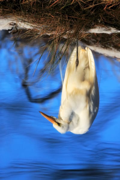 Serenity In Motion - White Egret | Robbie George Photography