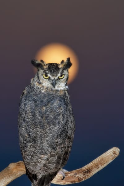 Cosmic Symphony - Enchanting Owl Photography by Robbie George