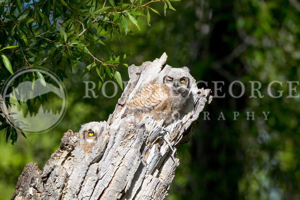 Great Horned Owlets Camouflage - Robbie George Photography