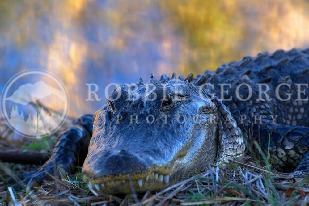 Majestic American Alligator at Aransas National Wildlife Refuge | Captivating Wildlife Photography by Robbie George