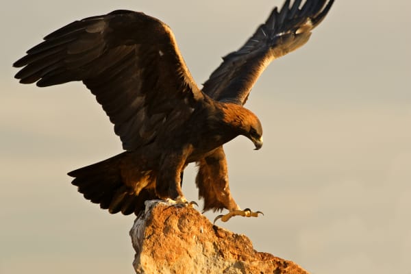 Fearless Grace - Golden Eagle in the Colorado Mountains | Robbie George Photography