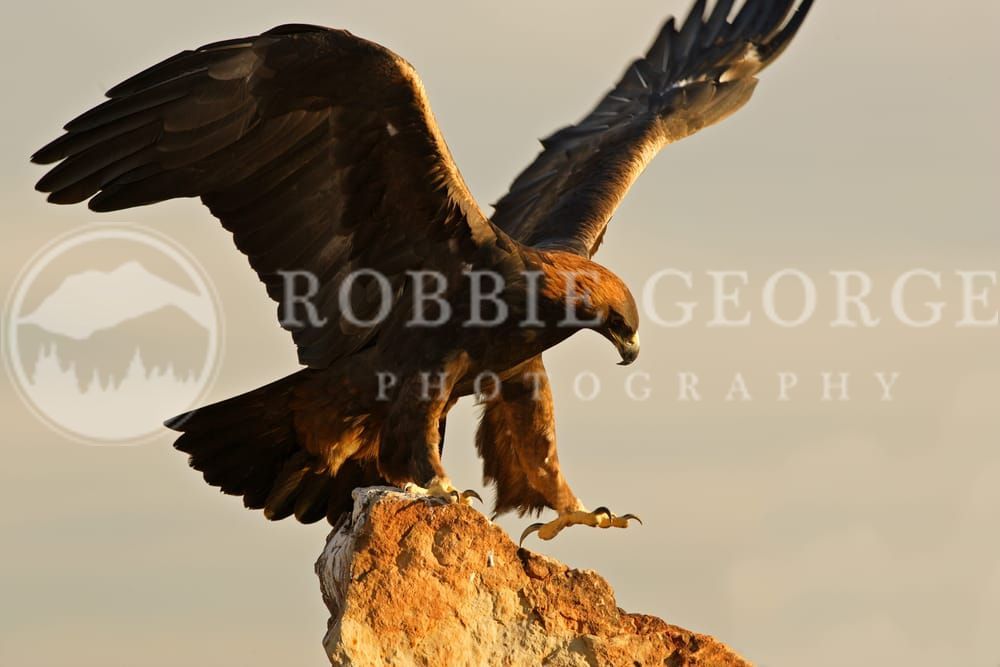 Fearless Grace - Golden Eagle in the Colorado Mountains | Robbie George Photography