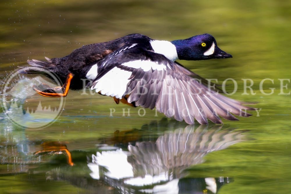 Graceful Goldeneye Duck in Flight – Captured by Robbie George Photography