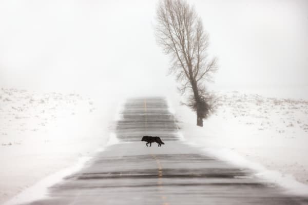 Wildness Of Your Soul - Black Wolf in the Rocky Mountains | Robbie George Photography