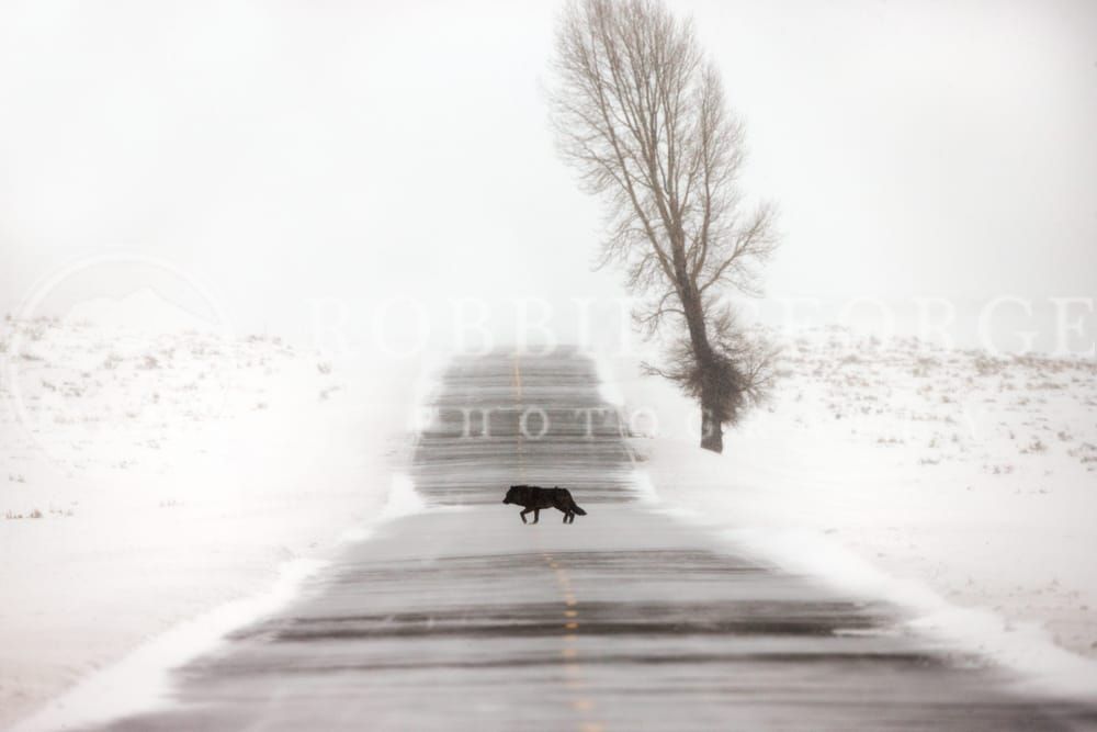 Wildness Of Your Soul - Black Wolf in the Rocky Mountains | Robbie George Photography