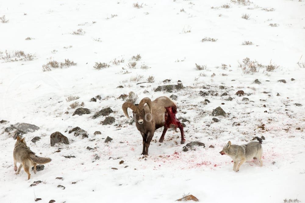 Interpretation Of Life - Bighorn Ram and Coyotes in Wyoming | Robbie George Photography