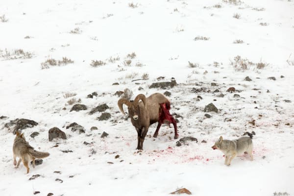 Interpretation Of Life - Bighorn Ram and Coyotes in Wyoming | Robbie George Photography
