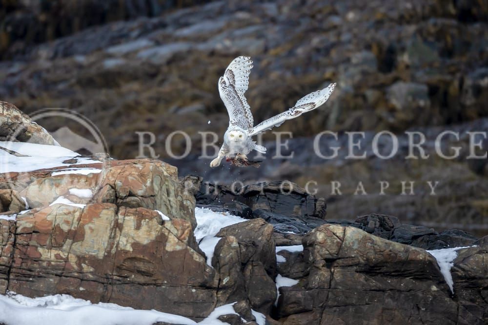 'All Wisdom' - Snowy Owl Winter Photograph | Robbie George Photography.