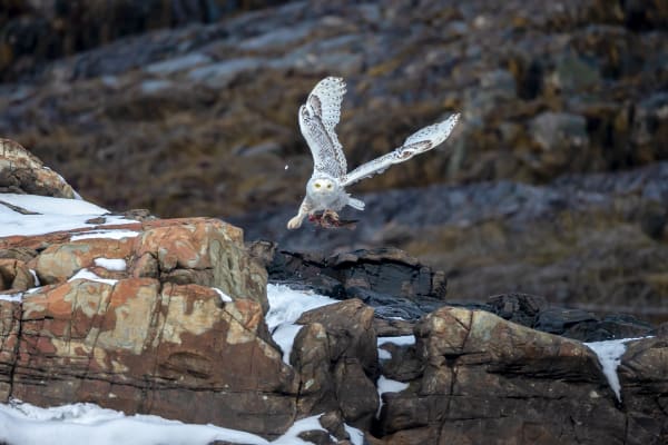 'All Wisdom' - Snowy Owl Winter Photograph | Robbie George Photography.
