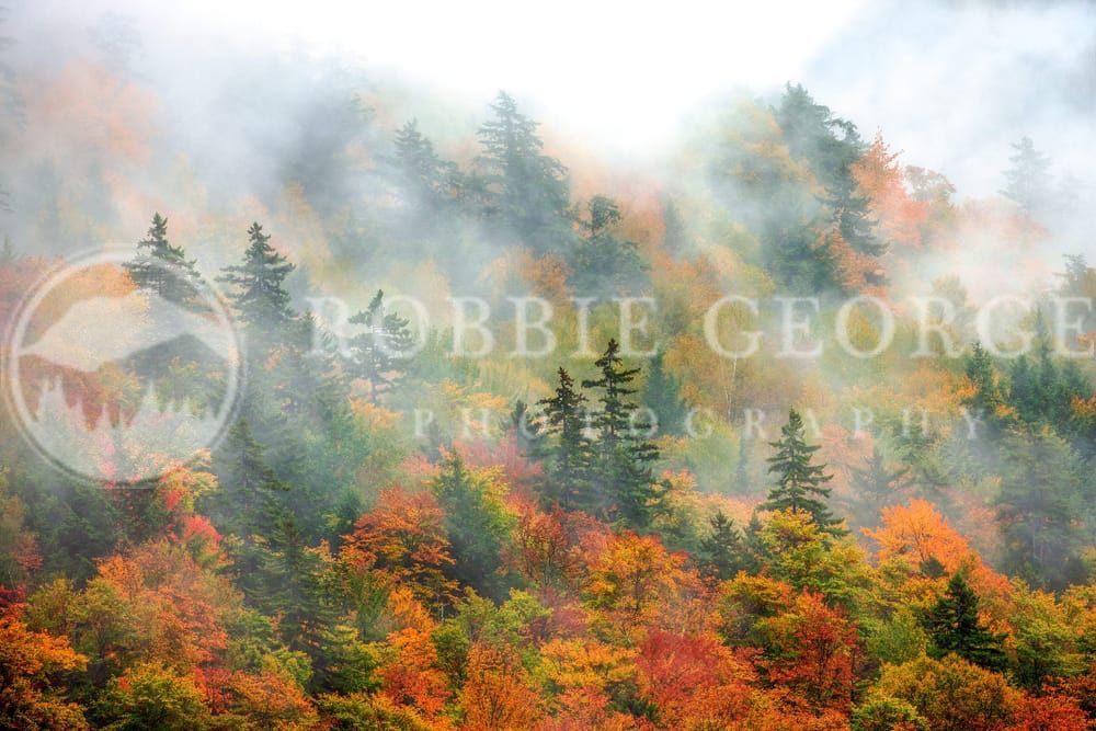 Poetic Creation - White Mountains Fall Foliage by Robbie George Photography
