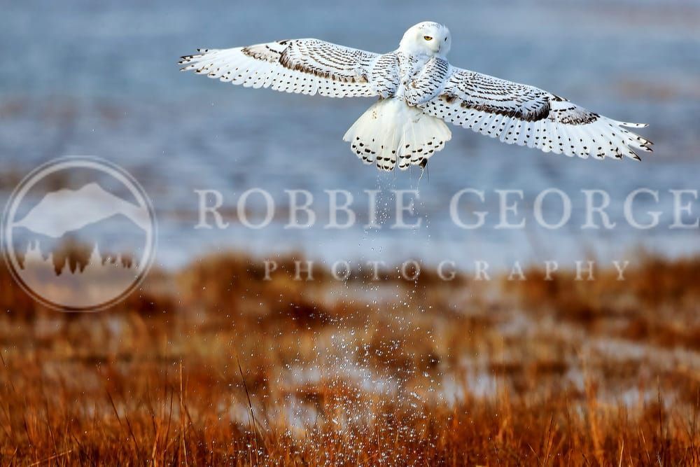 Snowy Owl - Enchanting Wildlife Photography by Robbie George