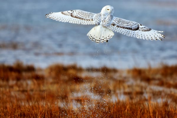 Snowy Owl - Enchanting Wildlife Photography by Robbie George