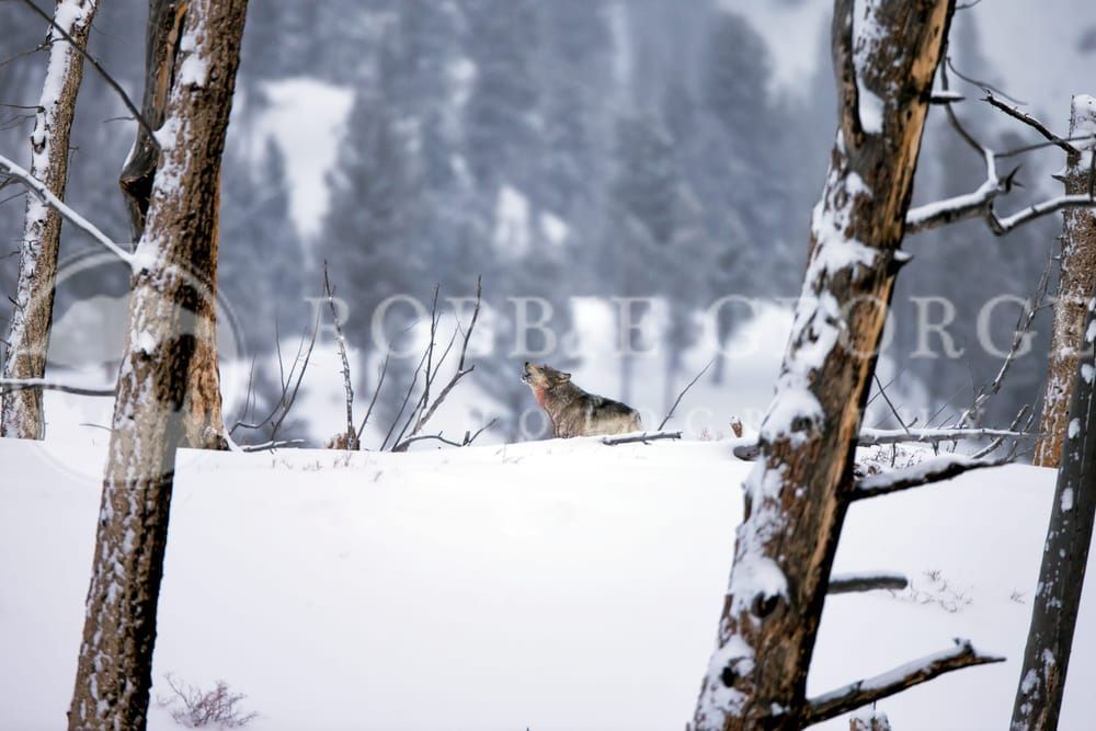 Howling Wolf in Wyoming - 'Cathedral Of The Wild' Photo by Robbie George