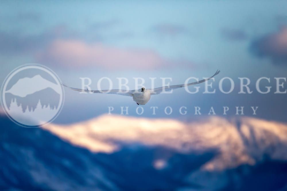 Trumpeter Swan in the Rockies - 'Winds Of Nature's Beauty' by Robbie George