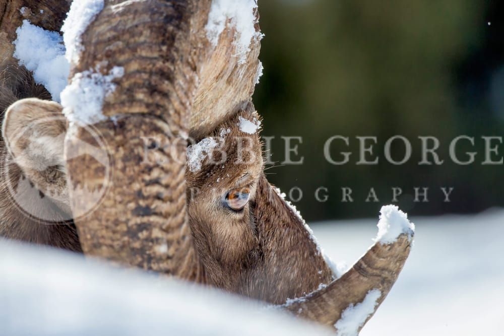 'Wild Bighorn Sheep' - A Glimpse into Wyoming's Wildlife by Robbie George Photography.