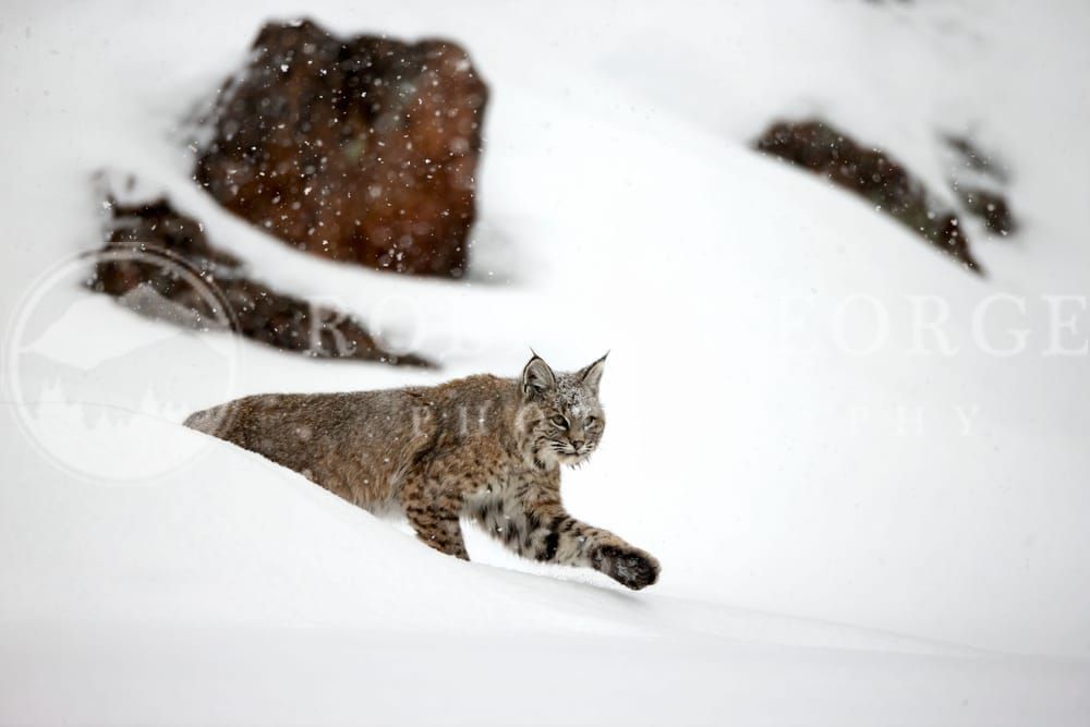 Bobcat in the Rocky Mountains - Captivating Wildlife Photogr