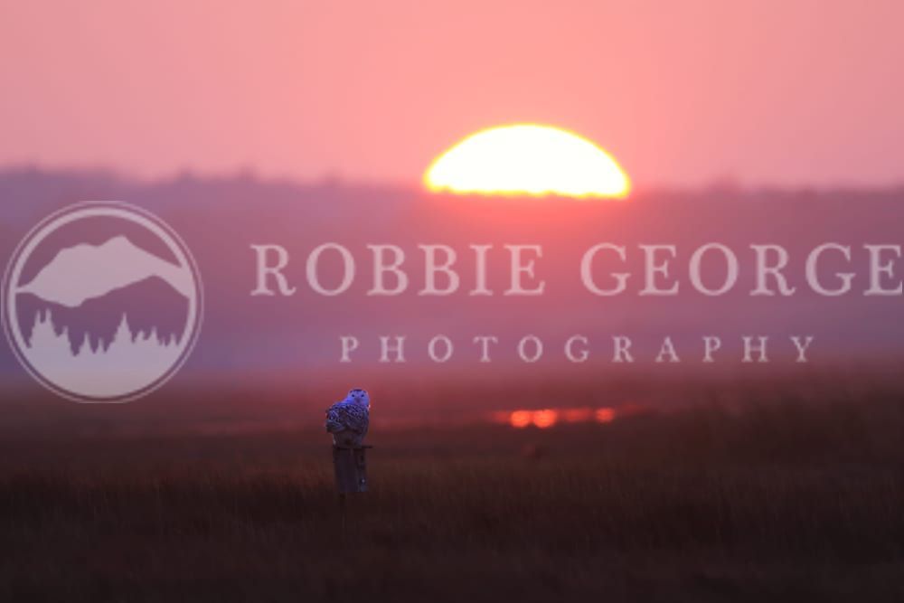 Snowy Owl at Sunset – Wildlife Photography by Robbie George