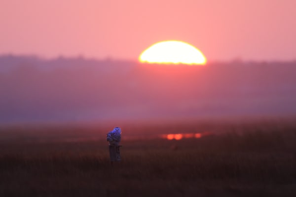 Snowy Owl at Sunset – Wildlife Photography by Robbie George