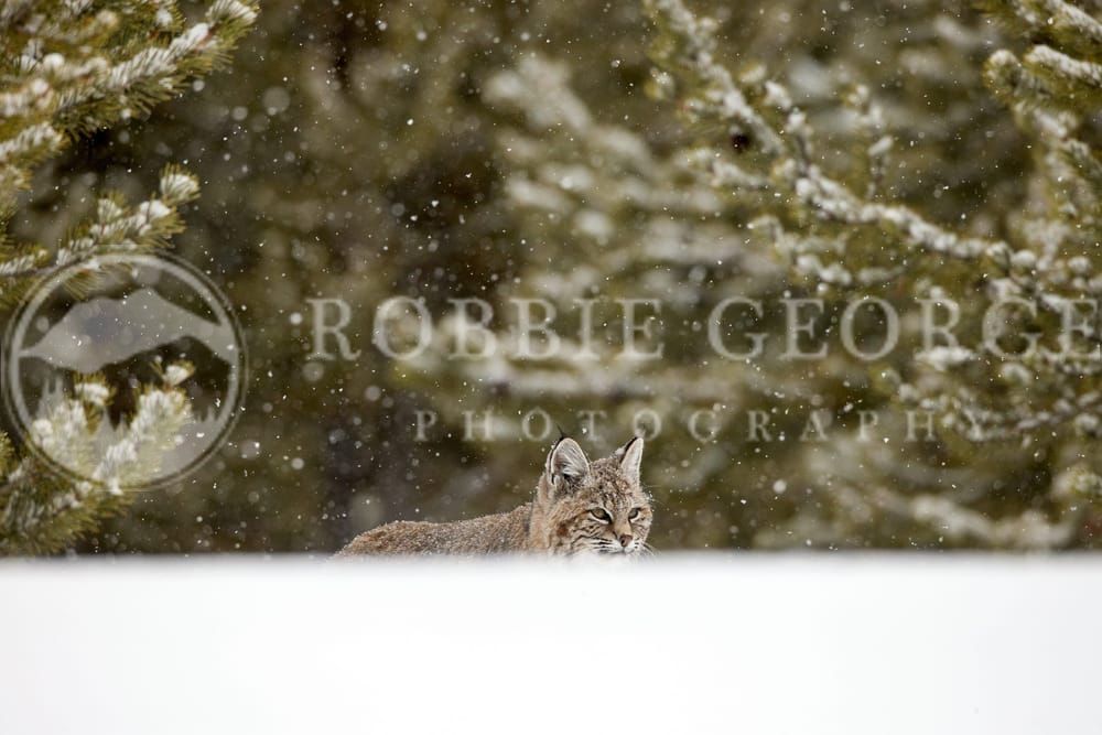 Wild Bobcat in Winter - 'Mountains Of Your Soul' Photo by Robbie George