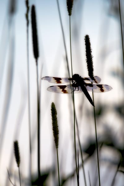 Dragonfly - Exquisite Wildlife Photography by Robbie George