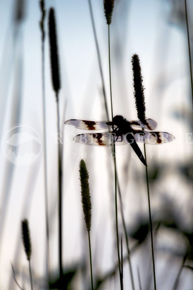 Dragonfly - Exquisite Wildlife Photography by Robbie George
