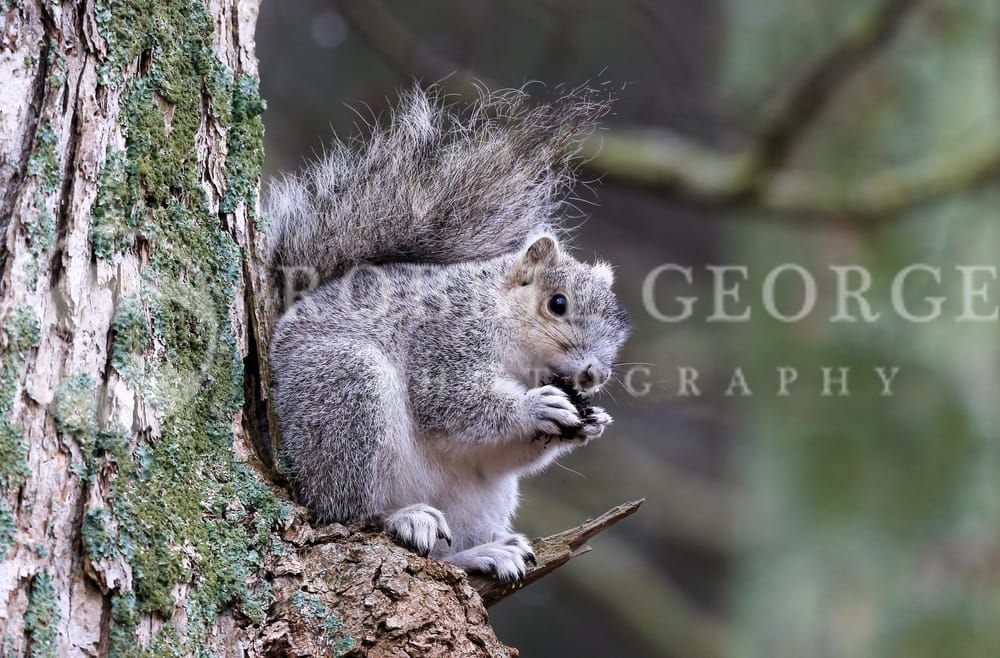 Nature's Treasures: Delmarva Fox Squirrel at Blackwater | 