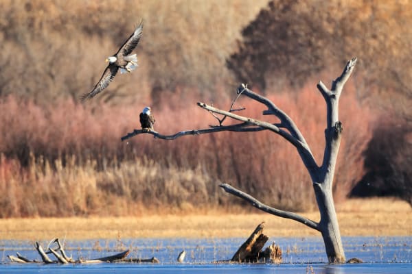 Fortuitously Wild - Dynamic Bald Eagle Flight Photography by Robbie George