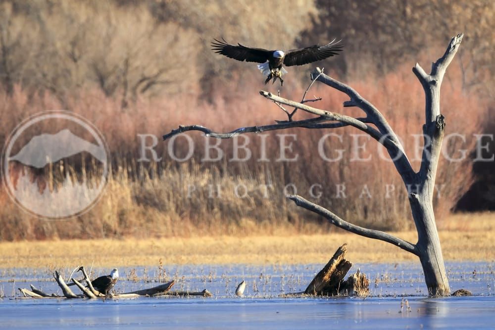 Majestic Bald Eagle with Prey - Captivating Wildlife Photography by Robbie George