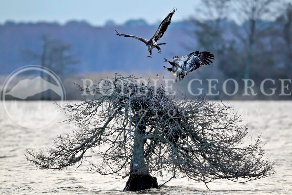 'Roam Wild' - Juvenile Bald Eagles at Lake Mattamuskeet | Robbie George Photography.