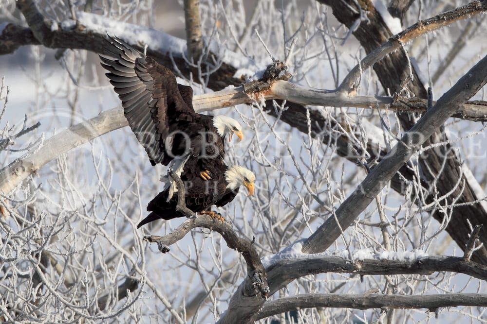 Majestic Bald Eagle - 'Sky's Sentinel' Photo by Robbie George