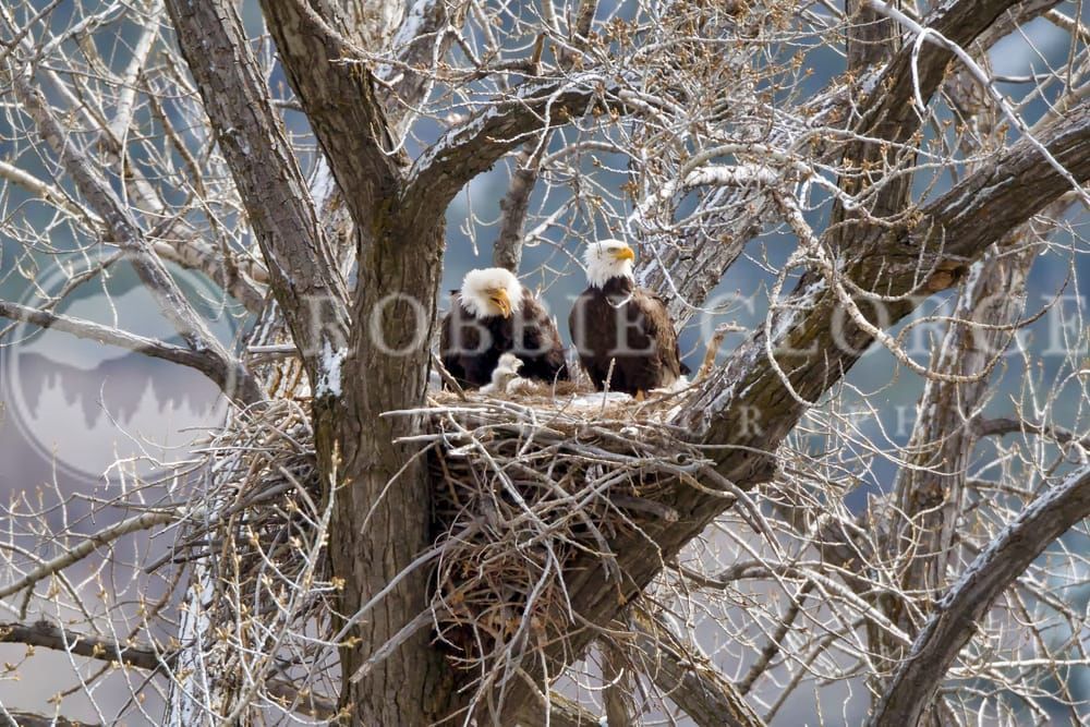 Nesting Bald Eagle - Captivating Wildlife Photo | Robbie George Photography.